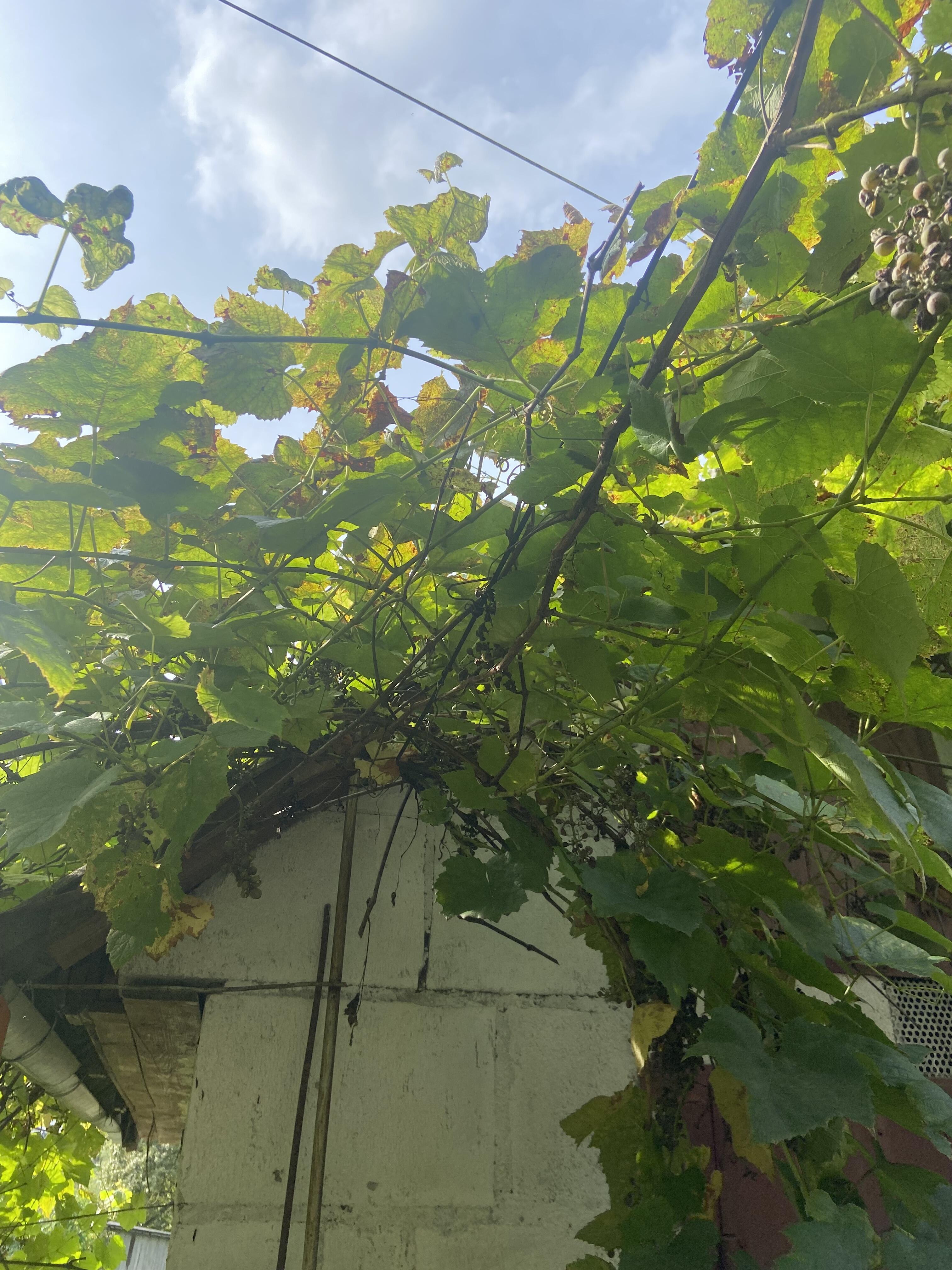 Maison 33 m² Radaskovicki sielski Saviet, Bélarus