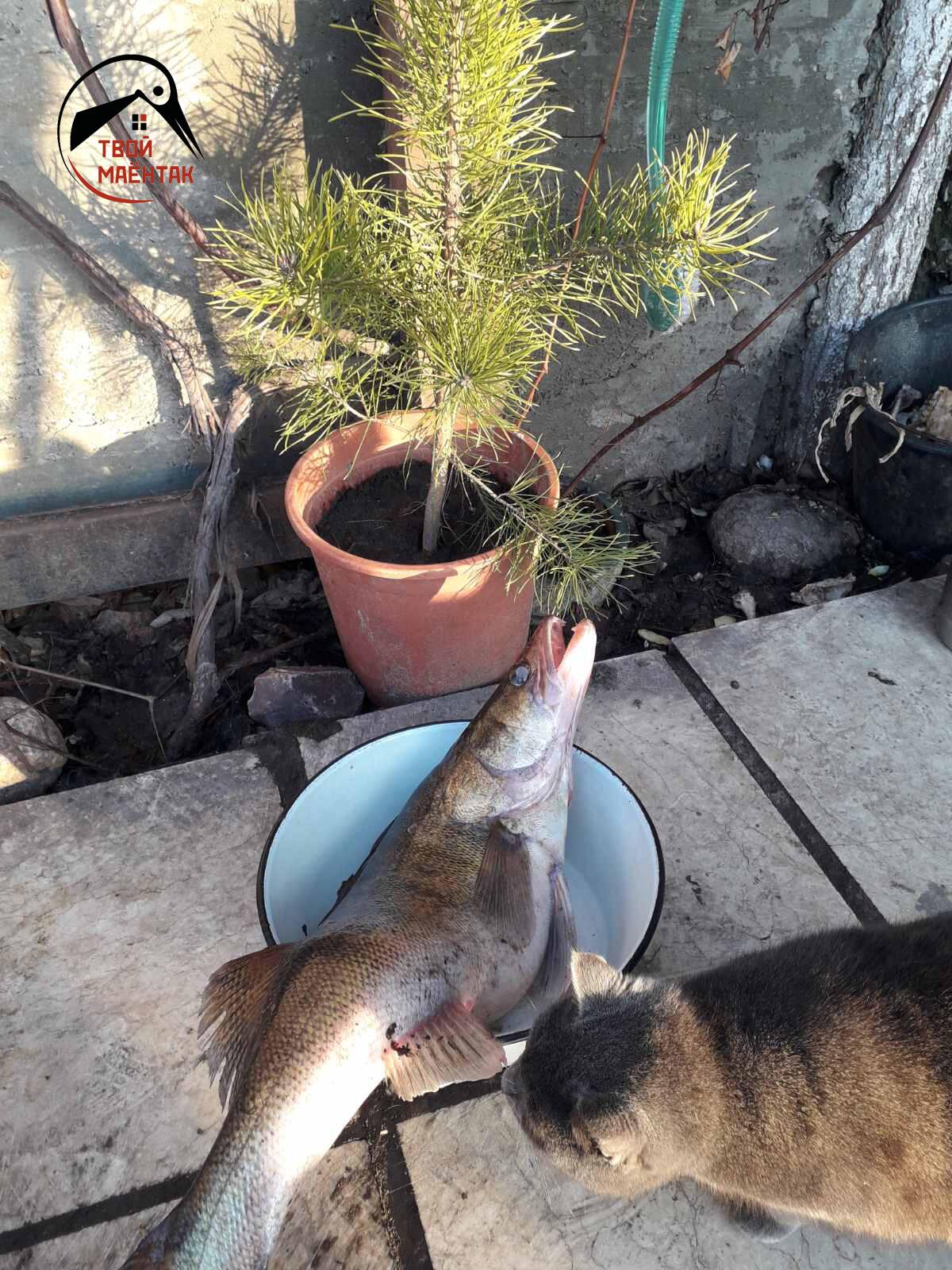 Haus 85 m² Aziaranski sielski Saviet, Belarus