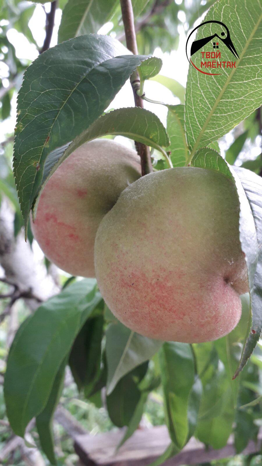 Haus 85 m² Aziaranski sielski Saviet, Belarus
