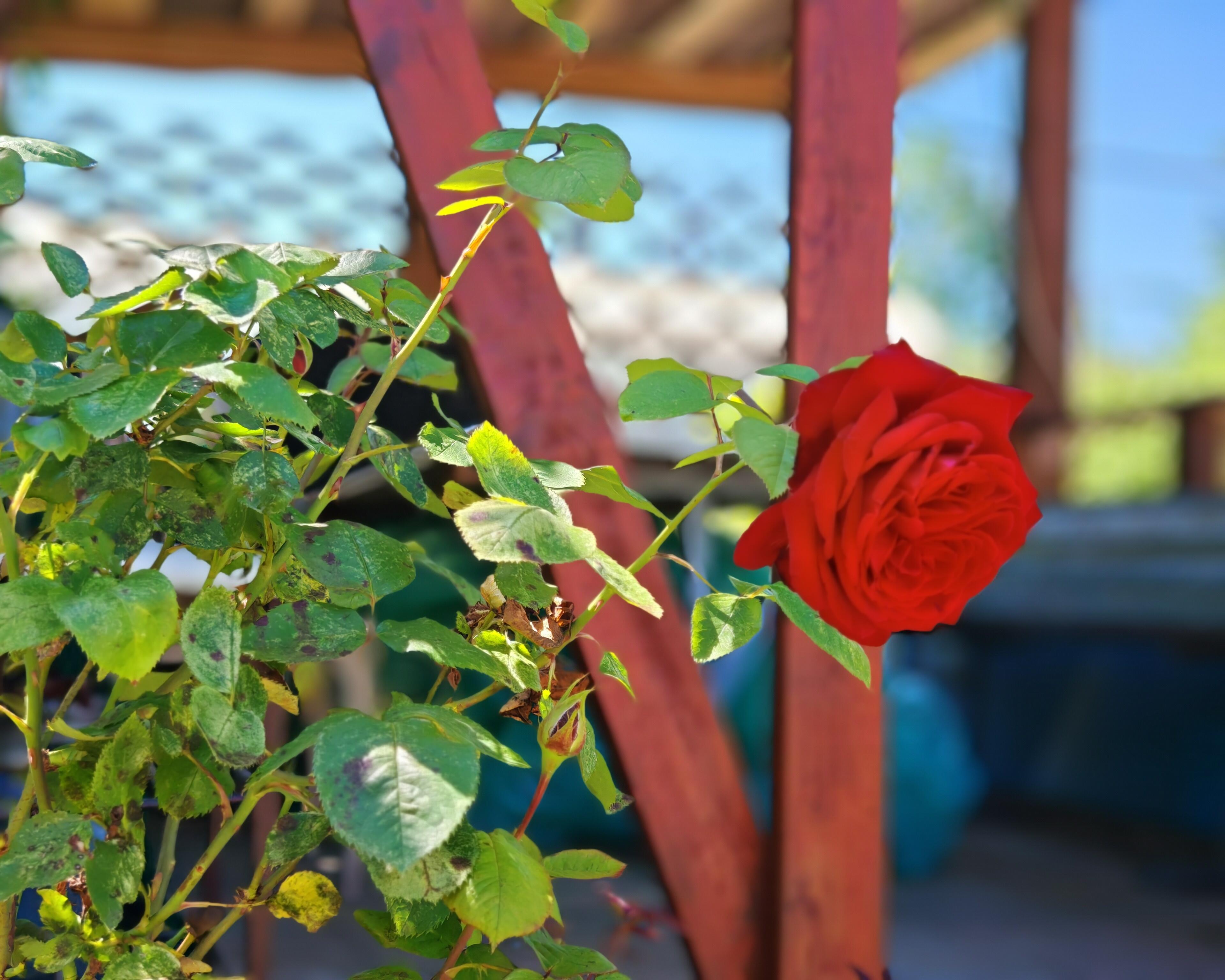 House 56 m² Bialarucki sielski Saviet, Belarus