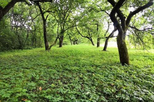 Участок, Должа (фото 23)