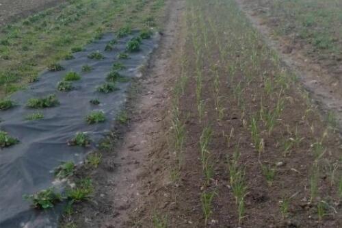 Участок, Холмы (фото 2)