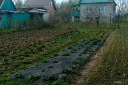 Участок, Холмы (фото 1)